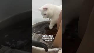 猫：我也要泡脚 #猫咪 #萌宠