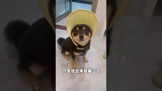 可爱的小屁#柴犬 #黑柴