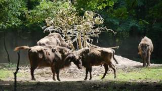 Wisente in der Wiesbadener Fasanerie