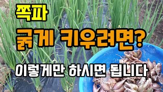 쪽파 수확량 높이고 굵게 키우려면 이렇게만 해주시면됩니다 쪽파키우는법 쪽파 솎아주기 쪽파종자심는법