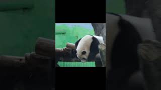 圓寶喬位置頭下垂睡 #panda #shorts #yuanbao