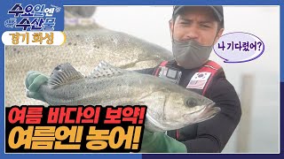 [수요일엔 수산물] 여름엔 농어! [6시 내고향] | KBS 220615 방송