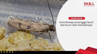 AWAS! Kamitetep, Serangga Kecil Beracun \u0026 Berbahaya