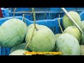 আজকের আমের বাজার ll sapahar mango bazar