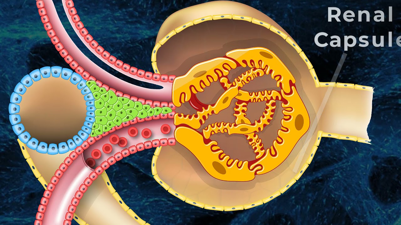 The Urinary System Anatomy And Physiology Glomerular Filtration And ...