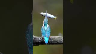 2024メモラブル大魚叩き Episode27 #shorts #kingfisher #happyhovering #α9III #birds #wildlife