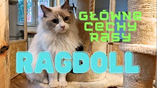 Koty rasy Ragdoll. Główne cechy tej pięknej rasy