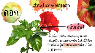 ดอกและส่วนประกอบของดอก-วิทยาศาสตร์ป.4