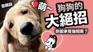 狗與鹿 ｜狗狗的大絕招  | 狗生活小知識