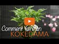 Comment faire un KOKEDAMA ? KOKEDAMA SUSPENDU - KOKEDAMA PARIS - Chroniqueur jardin Franck PROST