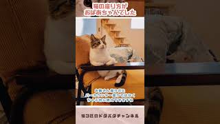 猫の座り方が完全におばあちゃんでした【#shorts】