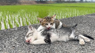 Efforts to rescue two comatose cats on the roadside made millions of hearts cry.