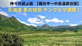 北海道 登山⛰️ 2022年7月中旬の大雪山【裾合平～中岳温泉往復】チングルマ満開！