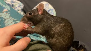 Cute Rat Loves to Clean Her Human