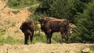 Roumanie: des bisons goûtent pour la première fois à la liberté