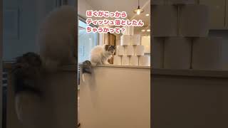 ほんでこんなもんで木ぃに穴は空かへんで？【おしゃべりする猫】 #Shorts 【猫アテレコ】