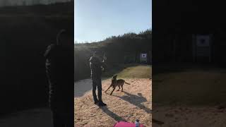 Koltron K9 training. Malinois