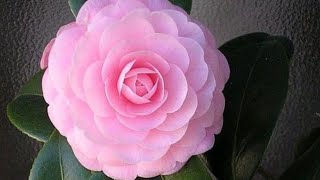 Right fertilizer for Camellia Plant 🪴 🌼 #trending #rose #video #viral #nature #plant