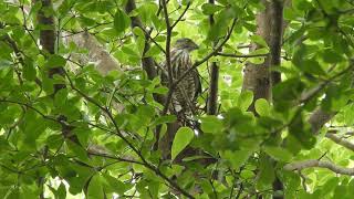 20200818 水萍塭公園鳳頭蒼鷹 – 外來年輕公鳳頭築巢