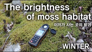 이끼가 사는 곳의 밝기와 겨울의 이끼 The brightness of moss habitat