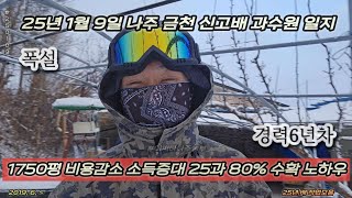 폭설 경력6년차 1750평 비용감소 소득증대 25과 80% 수확 노하우 - 25년 1월 9일 나주 금천 신고배 과수원 일지 p2501