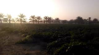 Oasis in the dessert [Yasmin Farm] [Kuwait]