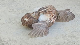 Quail Bird Breeding