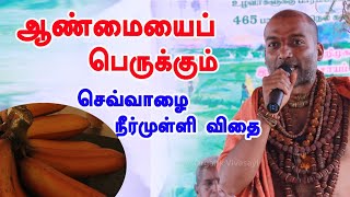 விறைப்புதன்மை அதிகரிக்க செவ்வாழையுடன் நீர்முள்ளி விதை 1 ஸ்பூன் போதும் | ஆண்மை அதிகரிக்க உணவு வகைகள்