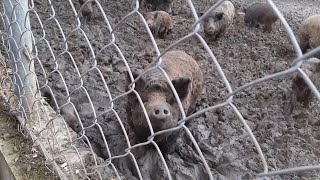 Happy pigs in mud
