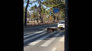 Japanese Deer Follow the Rules on a Crosswalk/横断歩道を渡る鹿さん