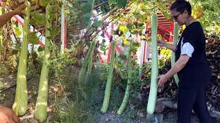 Hobi amaçlı dikti, insan boyunda kabak yetiştirdi! Boyları tam olgunlukta 2 metreyi geçebiliyor