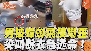 男被蟑螂飛撲嚇歪連環跳 尖叫脫衣急逃命惹網笑翻!｜TVBS新聞@TVBSNEWS01