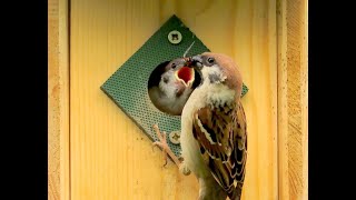 1500. Vrabec polní, Eurasian Tree Sparrow, Feldsperling, Ringmus, Полевой воробей, Mazurek