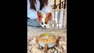 Little foodie Luna can’t wait for meal time😋mini wood toy | woodworking art skills | hand crafts