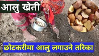 छोटकरीमा आलु लगाउने तरिका सिक्नुहोस् ।