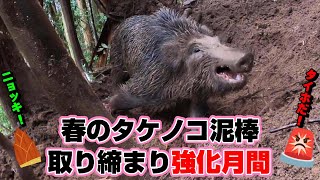 #108　【有害鳥獣駆除】タケノコを狙う猪を駆除！ - A male boar weighing 50kg was captured！