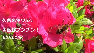 久留米ツツジ　\u0026　🐝蜜蜂❣　ブンブン❣❣　＆　りんどうが咲く