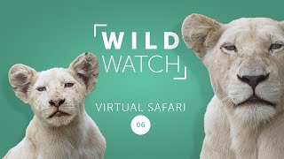 White Lion Chronicles: Looking for the pride | WILDwatch Virtual Safari 6