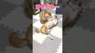 兄柴が噛まれた？#Shorts＃柴犬＃豆柴#多頭飼い#Shiba inu#mameshiba