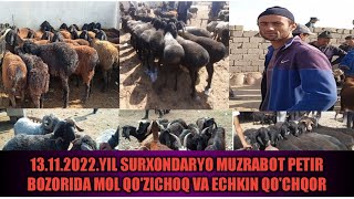 13.11.2022.YIL SURXONDARYO MUZRABOT PETIR BOZORIDA MOL QO'ZICHOQ VA ECHKIN QO'CHQOR