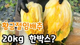 20kg한박스 김장하기 몇포기? 황금절임배추