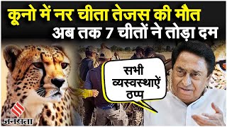 Kuno National Park: कूनो में नर Cheetah Tejas की मौत, Kamal Nath बोले MP में पूरे चीते मर जाएँगे