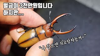 제주도에서 이 곤충을 잡으면 벌금이 3천만원입니다. 하지만... [TV생물도감]