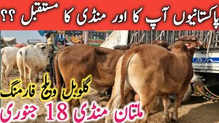 Today Multan Cow Mandi Fresh Video | Multan Mandi Aj ki Video || Global Village Farming