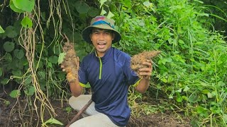 ជីកដំឡូងខ្យា  Digging potato in the Forest