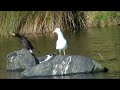 kelp gull（ミナミオオセグロカモメ）と鳴き声、２羽仲良く歌っている