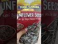 Sun Flower Seeds #asmr #shorts #satisfying