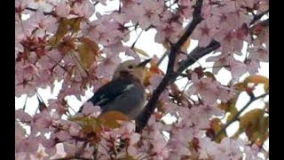 桜の蜜を吸う鳥達　メジロ　ヒヨドリ　コムクドリ