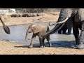 A leisurely swim with albino elephant calf Khanyisa and the Jabulani elephant HERD  - Part 1