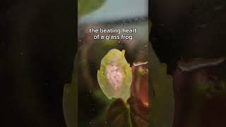 the beating heart of a see-through frog